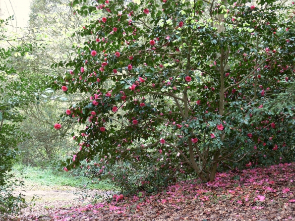 Bois des Moutiers (63) Mai 2012